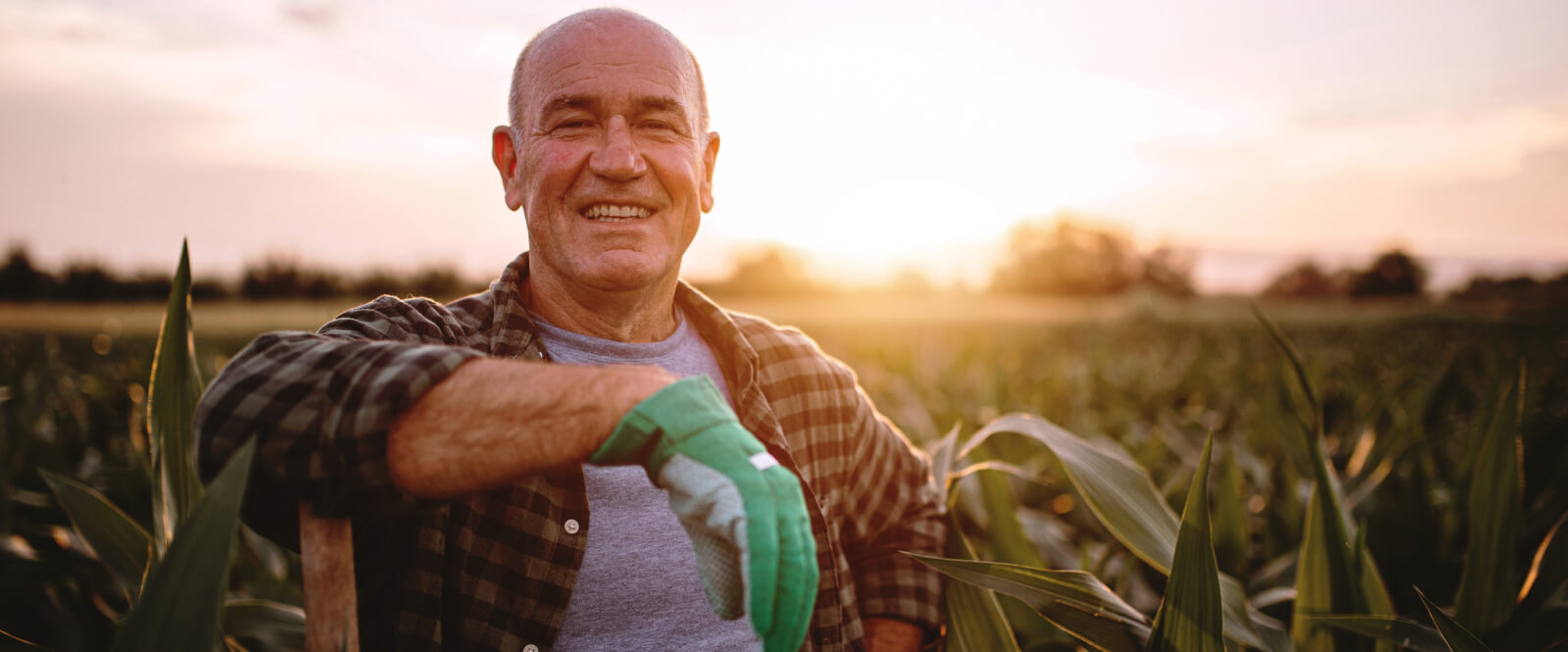 Older man standing in a large field of crops